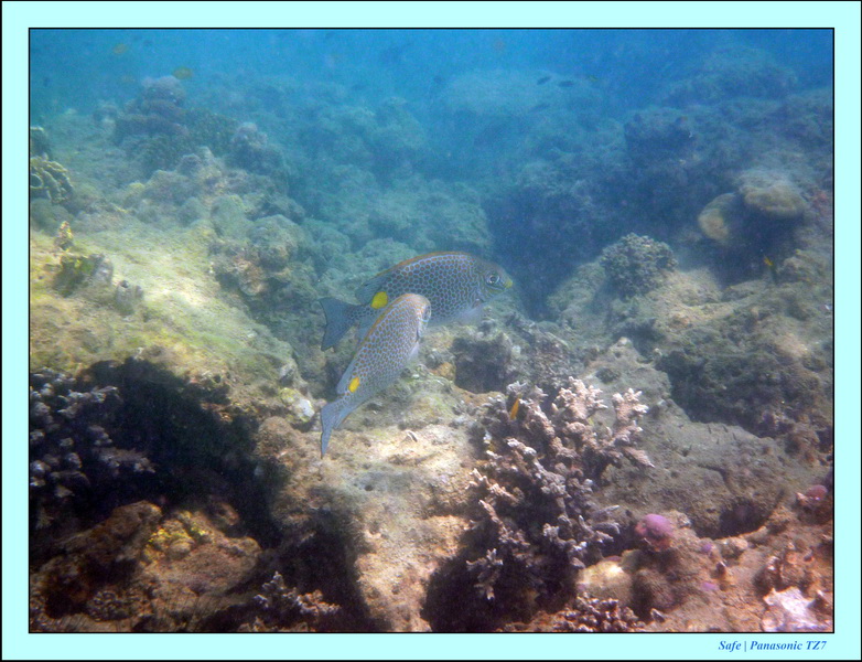 2011 - 03 - Koh Ngai 128